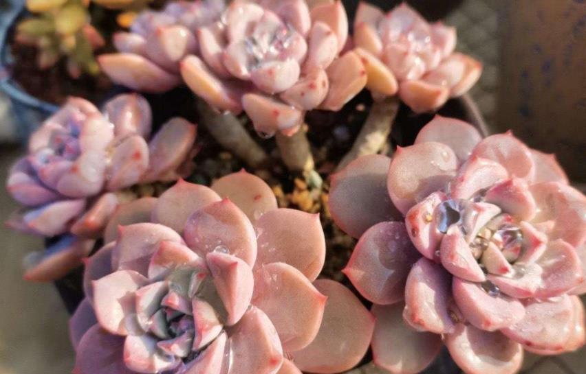 贵州大妈养了一株普货多肉,精致好看长满盆,拍照给大家看看