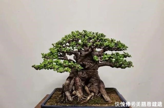 紫藤|4种花养成老桩,价格能翻好几倍,开花也更多!