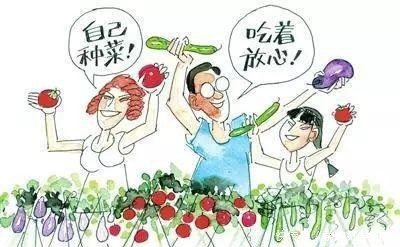 没时间、没经验的阳台种菜者,统统看过来,台长为你提供解决方案!