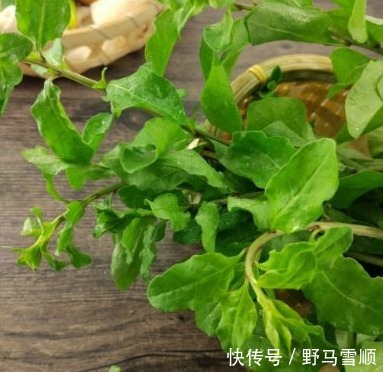 补肝|以下3种野菜能强身健体,生津补肝,降三高,值得称赞