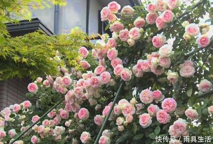 养花就养这几款,漂亮又好闻,全年开花不断,花开美观又大气