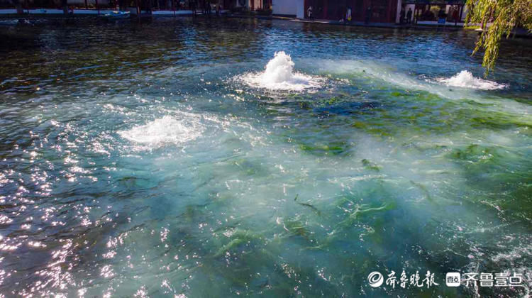 济南这处泉水“开了”！壹粉航拍梅花泉，泉水喷涌游人醉|情报站| 泉水