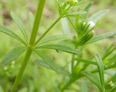 病倒|田里的恶性杂草，猪食用会“病倒”，却是上好野菜，入药用途广泛