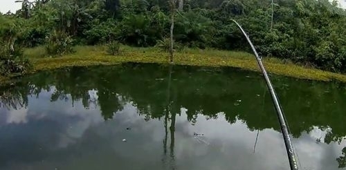 湖中钓到大鱼,取出鱼钩准备放生大鱼时周围来了一群小鱼,无解