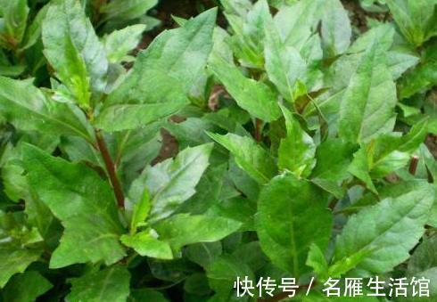 美味|养生最该吃的几种野菜，比吃肉鲜，比吃补药大补，纯天然绿色美味
