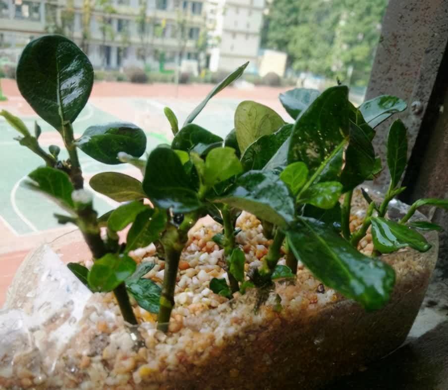 想要栀子花快生根,扦插记住“四个字”,提高成活率,后期长势旺