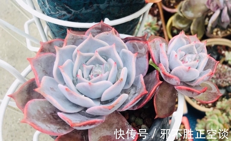 花盆|多肉翻盆后需要浇水吗？当然需要，否则湿度不够它们无法顺利服盆