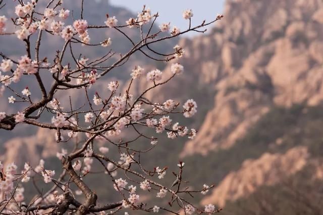 杏花|背靠五莲山！久负赏花盛名，今日一见确实惊叹