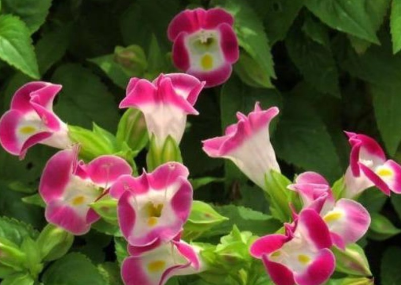 3种花高贵优雅,看了就让人沉醉,花色鲜艳,美丽动人