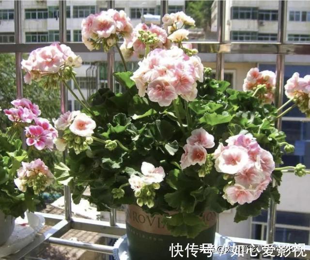 角堇|冬天要懒养的8种花,懒一点浇水开花多