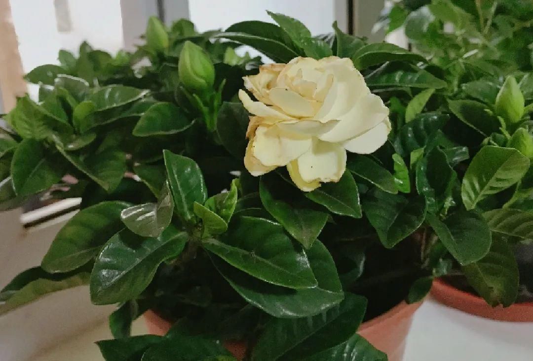 竹芋|11月，千万别买这种花，养不活惹一肚子气