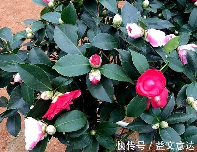 火焰石|茶花有“三怕”,避开不烂根黄叶,“野劲”足冒新芽,砰砰爆出花