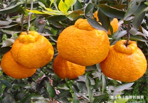 补血|推荐孩子们多吃3种食物,补血润肤,预防子宫早衰,增强免疫力