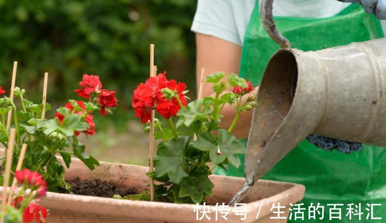 浇水量|秋季气温下降,提前安排这5方面,养花种草才不会出意外