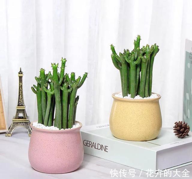 家里养几盆光棍树,清雅又别致,新手也能轻松上手