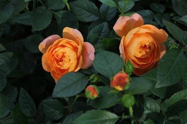 又美又香的月季花,还没入手太亏了,花期可是几百天