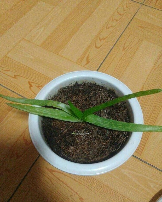 卫生间适合养什么花推荐几种好活耐湿花,净化空气没异味