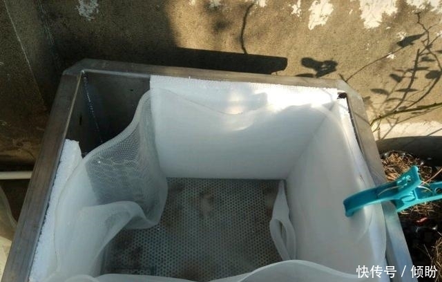 老爸从不给月季浇水,月季照样开爆盆,还非常美丽