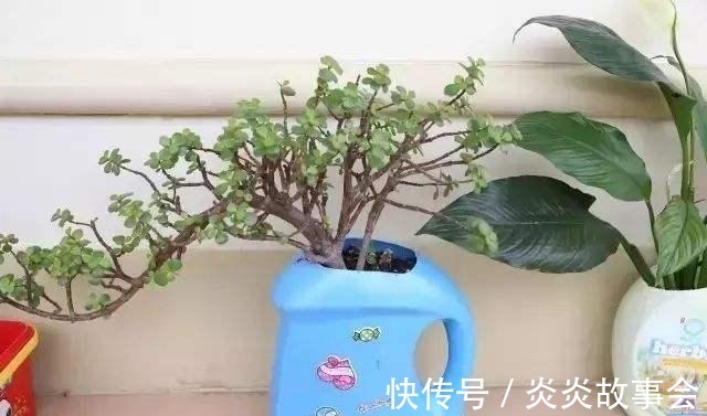 “洗衣液桶”别扔,这样剪2刀,秒变养花神器,还能种菜