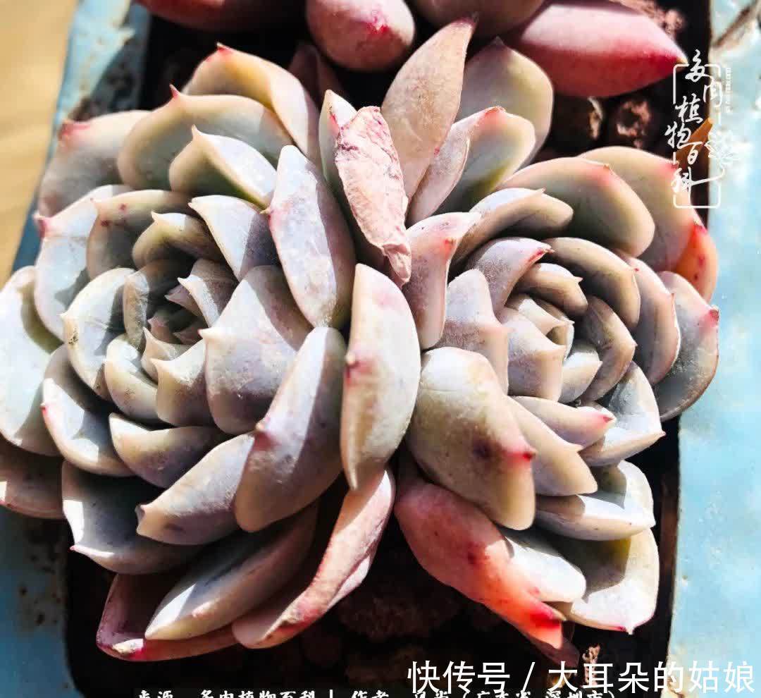 春风化雨，润物无声，爱上多肉，欲罢不能！