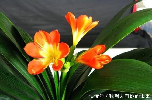 叶子|君子兰开花少给它喝点神仙水，叶子坚挺肥绿，开花100朵！
