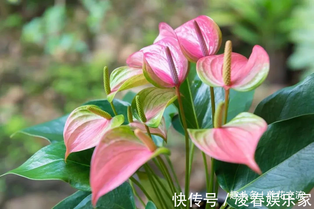 一年四季可以养在室内的开花植物和观叶植物,附新手养护教程