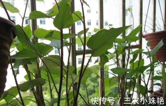 辣椒辣椒|家里阳台种三种蔬菜,一年四季有菜吃,产量高好种植