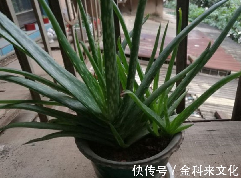 叶片|不会养芦荟，记住几个技巧，一年长到爆盆，叶片肥厚，呼呼冒芽