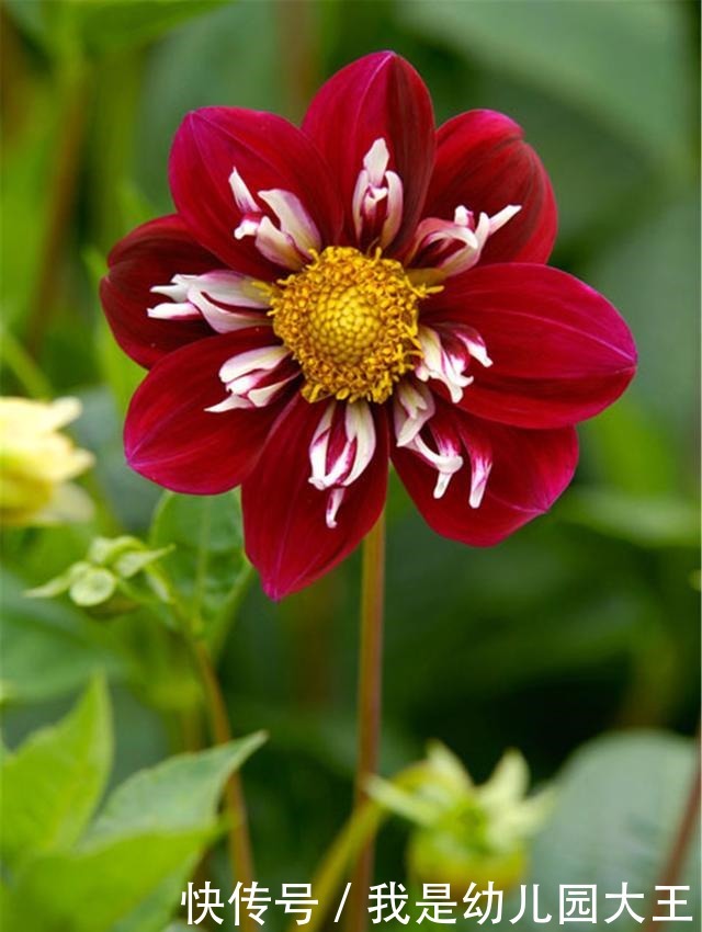 养了就“稳赚”的4种花,一盆变多盆,多盆变无数盆!