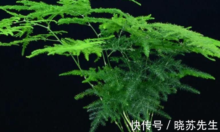 家里文竹这样养,叶片一年四季常绿,美观又大方