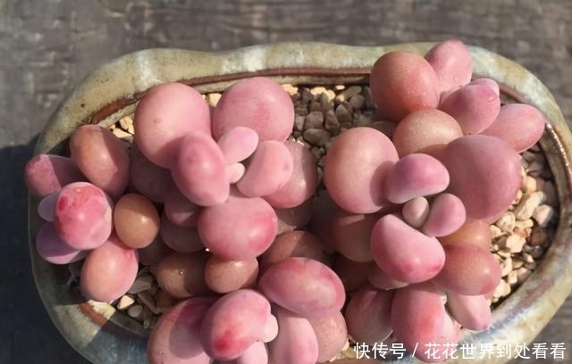 粉嘟嘟|多肉桃蛋粉嘟嘟真可爱,怎么养得胖乎乎,分享3个爆盆妙招