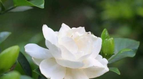 4种花很耐养,沾土就能活,添绿意清空气,格调品味高!