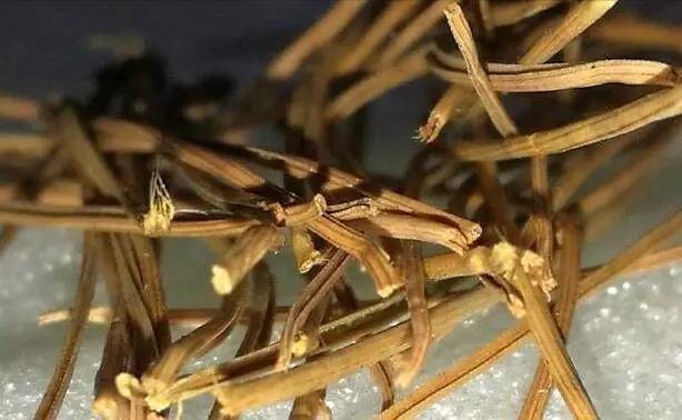 安徽大叔养兰花,只是在盆里加点“它”,芽多、花多,株型好!