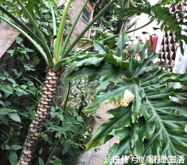 养护|4种花太好养,沾土就能活,新手也能养爆盆!