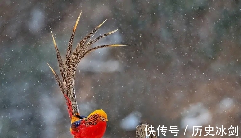 柳林沟|晋南山沟沟里引来“火凤凰”，你知道吸引它们的梧桐树在哪里吗？