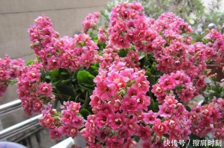 家里养上4种花,人养花,花也养人,漂亮大气,花色漂亮