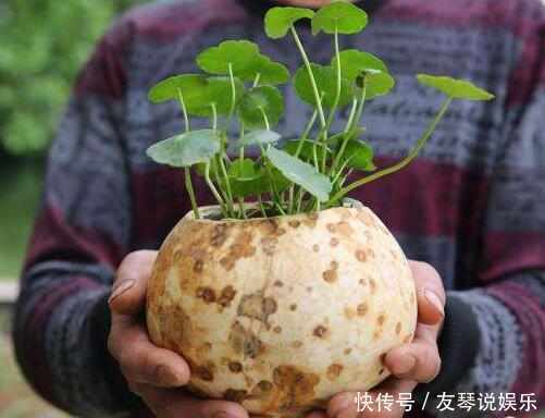 爷爷拿不要的葫芦来养盆栽,做出来所有人都被惊艳,还都抢着要