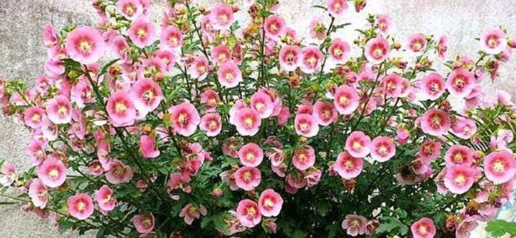 马蹄莲|5种花好养易活,最适合懒人养,不用管也能开花爆盆