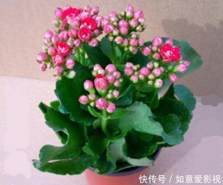 沙漠玫瑰花|清明前后，不能错过的4种招财花，不用管理也能长得旺，开花不断