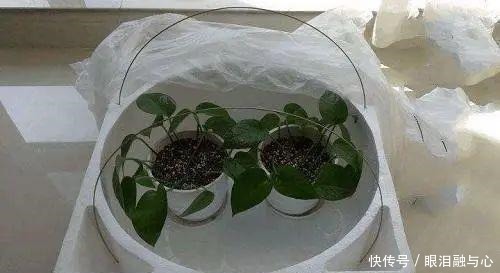 寒潮来了,害怕花受冻,赶紧这么做!寒潮来了,害怕花受冻,赶紧这么做!