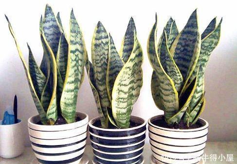 叶片|冬天养虎皮兰，做好3件事，叶片肥厚挺拔，绽放层叠群花！