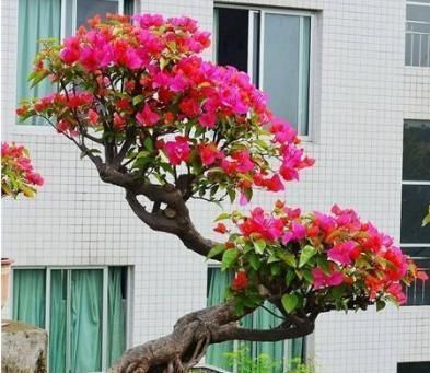 老桩|家里养什么花好这3种，爱开花，年年旺，一年比一年价值高