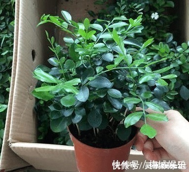 无花果树|六种“冻不死”植物,沾土既活,放在家里满屋香!身体还会更健康