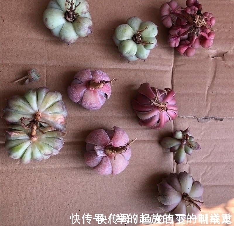 多肉就是要“懒养”,记住8个字,长成大胖子,又肥又美