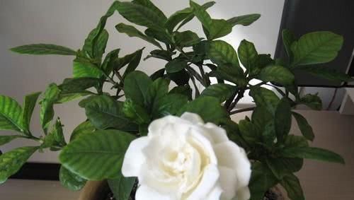 浇水|被称醋坛子的3种花,浇水时加点醋,花苞不断冒