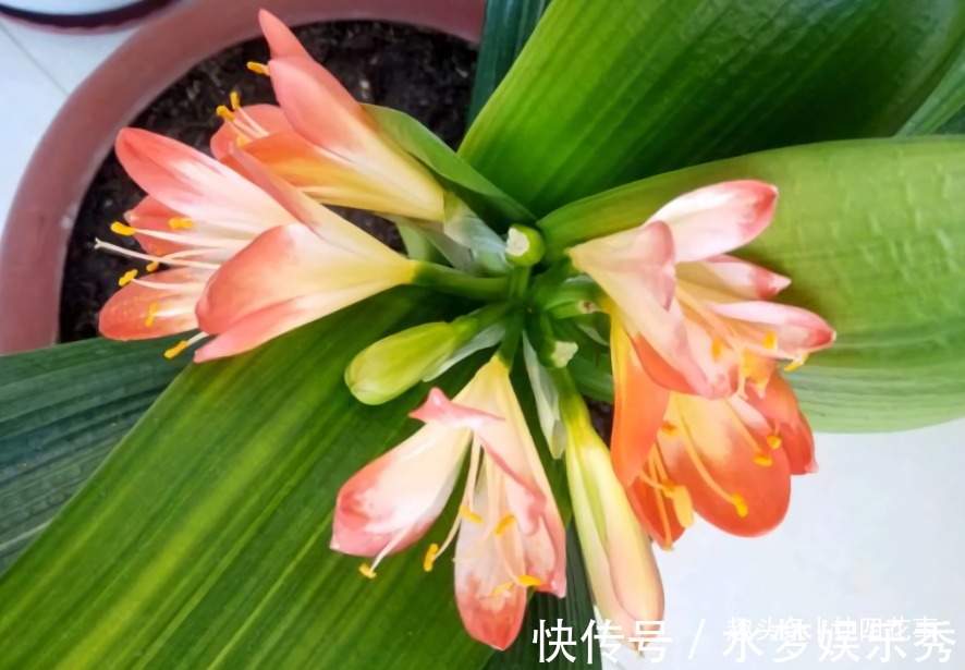 5种花夏天要休眠,养好精神补足体力,天凉开枝散叶,积极开花