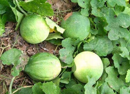 瓜蒌子|冬天女性多吃此物，护肤养颜，减少皱纹，保护视力，谁吃谁受益