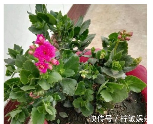 长寿花取头重新插,修剪时拿出“后娘”的精神,准错不了的