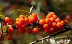 代谢|转告家人：1果是降脂“高手”，经常吃，打扫血管，降甘油三酯