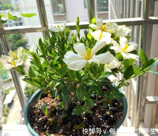 栀子花养得不开花学会“巧修剪”,越剪开的花越多,太美了!